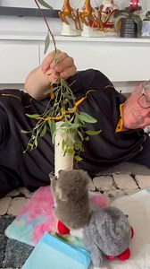 🌿 🐨 Cuteness alert! Meet little Louise from the Koalas of Raymond Island! Weighing in at 557 grams, she just nailed her first attempt to climb a scratching post—way to go, Louise! 🎉 👏 🥰 Louise has a tiny gunyah in her enclosure but hasn’t been confident to start the climb, this is a tiny step for Louise learning to climb. Fingers crossed for little Louise!✨ 📷: Koalas of Raymond Island #animals #australia #aussielife #travel #nature #adventure #Koala | Aussie Life