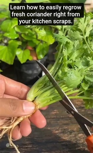 Regrowing Coriander: A Simple Guide to Endless Harvests!