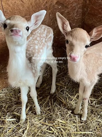 Farewell Angelina: Joan Baez's Timeless Tribute