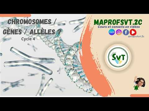 #maprofSVT.2C ADN, chromosome, gène et allèle 3ème