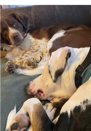 Funny Life of Two Dogs at Home