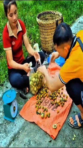 🍃 Fresh Jujube Fruit Harvested Straight From The Tree | Sweet & Organic Farm Fresh Fruits