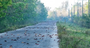 Migrating crabs take their eggs to the sea