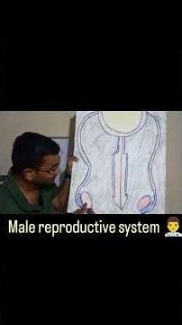 male reproductive system 👨‍⚕️..... #shorts #ytshorts #ytvideo
