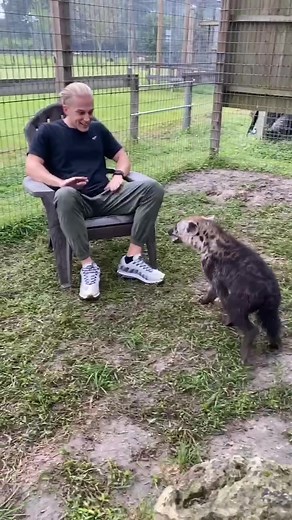 Hyenas really aren’t good jumpers lol 😅😂 it’s ok we love them anyway! #maxstrong #carsonspringswildlife #spottedhyena #hyena