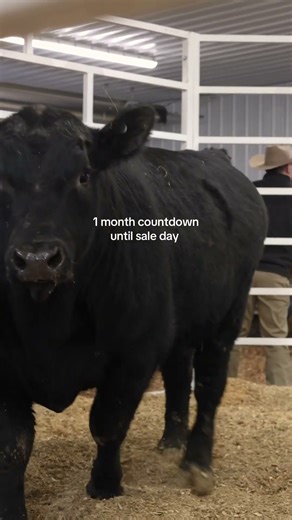 Friday January 3oth 2026 at 4:00pm we will host our 3rd annual live auction sale on the ranch