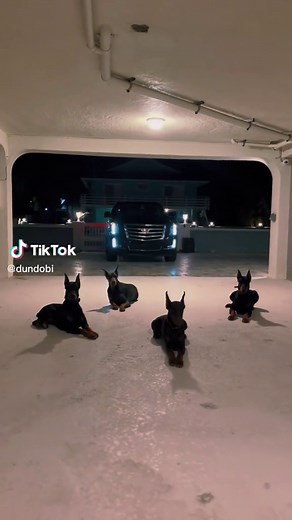 Don’t mess with us. #dobegang #doberman #protection