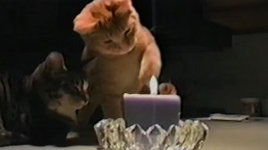 Fearless Cat Puts Out Candle