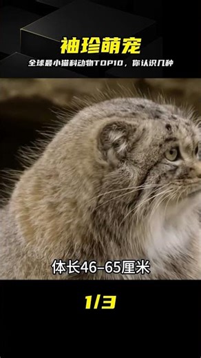 全球最小野生貓科TOP10！個個膽大包天，第3名萌翻了 #全球最小猫科，野猫，萌宠，兔狲，锈斑豹猫，野生动物
