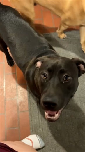 These dogs always get their own way 🐶😂 | LADbible