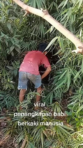 #babi separuh manusia