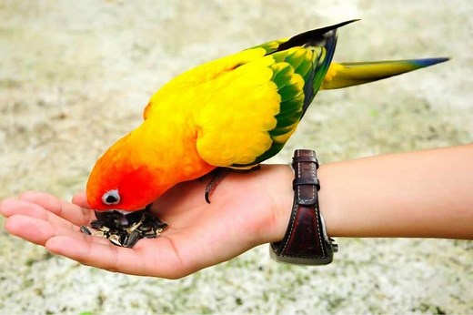 Are Birds Scared of Humans? (A Surprising ANSWER!) - Birding Outdoors