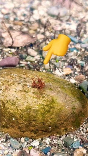 3 Ants 🐜😱 What Are They Doing? Watch Till the End! #trendingvideo
