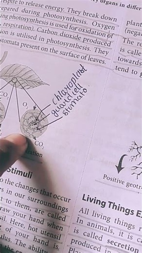 learn this easy diagram