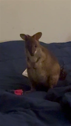 Munchkin finds the bed for the first time. #animals #animalshorts #cute #babyanimals