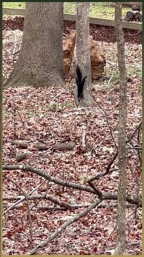 Beautiful Black Squirrel Scampering In The Woods-A Rare Sighting | Naturally Naked Nature
