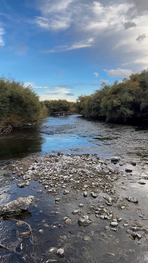 An evening on the lower Owens River looking for that last run to cast the nymph into to fool one more trout before ending the day. Steady action mid-day during the mayfly hatch with a size 18 bead head flash back pheasant tail nymph. Fish took are nymph all day long. Five to 12 inch wild browns and rainbows provided the action. Indicator nymphing and euro nymphing is providing lots of action for fly fishers. Richard and I are available to spend a day on the water with you teaching you the fly fi
