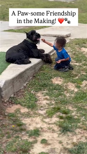 21K views · 642 reactions | Giant Schnauzers may look tough, but they’re actually super gentle with kids—loyal, loving, and protective! Click the link in bio to get on waiting list & To SUBSCRIBE TO OUR YOUTUBE CHANNEL. Follow @royalgiantschnauzer #royalgiantschnauzer #royalgiantstore #giantschnauzer#schnauzer #dogsofinstagram | Giant Schnauzers Of IG | Facebook