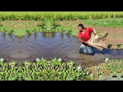 Amazing Net Fishing Video - Cast Net Fishing In Pond - Poor Fisherman Try Catch Fish