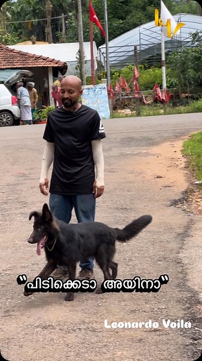 Simba the black gsd boy💖 #german #gsd #training #black #dogsofinstagram #reelsofinstagram #pet | Leonardo Voila