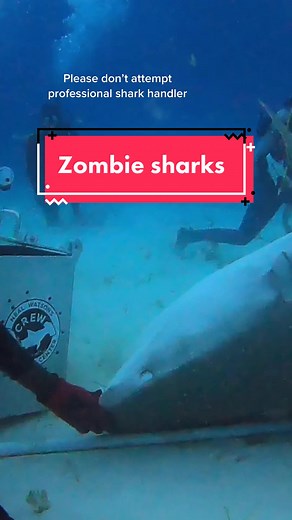 Real Life Encounter with Zombie Sharks