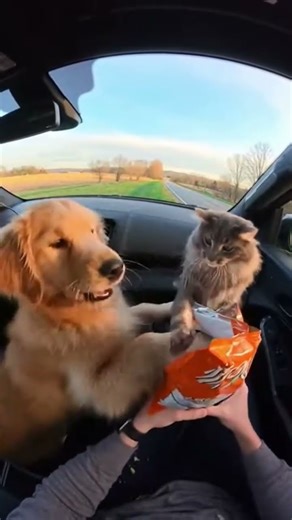 “Snack-Time War in My Car 💀😂#funnyanimals #povcar #catvsdog #usafunnyvideos #snackbattle