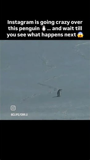 penguin 🐧 news vs me // debug_rider//news//penguin//Maya song #clubpenguinrewritten