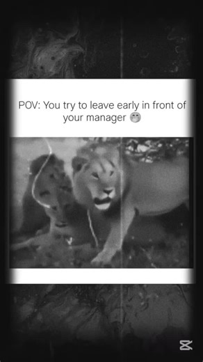 Daily Dose of Laughter: Funny Video Highlights