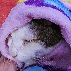 East setauket, NY - Exotic. Meet BB a Pet for Adoption - AdoptaPet.com