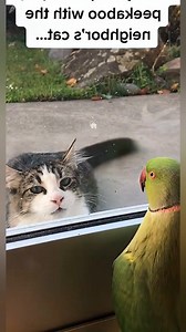Cats vs Parrots 🦜❤️🐱 #FunnyCats #cats_of_world #Cats #cat | Meow Moments