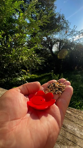 Male Ruby-throated hummingbird. | Daniel Hipp