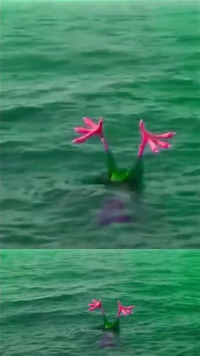 Moana | HeiHei Falls Into the Sea—but Moana Saves Him (Sponsored by: Gamavision Csupo Effects)