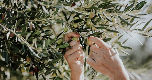 Feuilles d'olivier : bienfaits santé, utilisation en tisane, effets secondaires