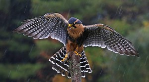 Hawk vs Falcon: How These Birds of Prey Differ