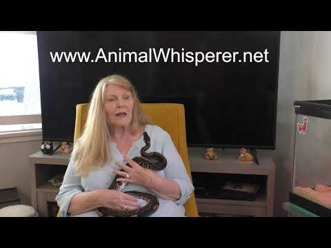 Does Python Need a Bigger Tank? #python #reptiles #snake