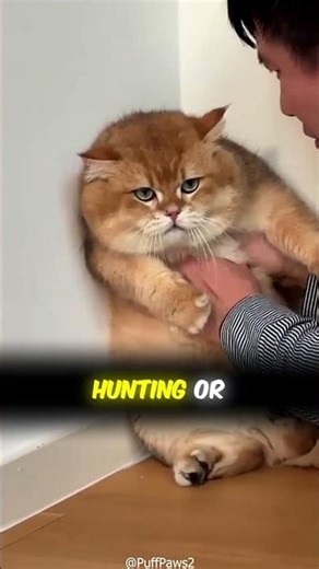 Why Do Cats Sleep 16 Hours a Day? 😴 The Secret Will Amaze You! 🐾