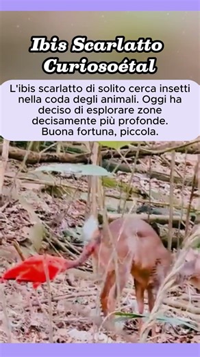 Ibis Scarlatto Curiosoétal