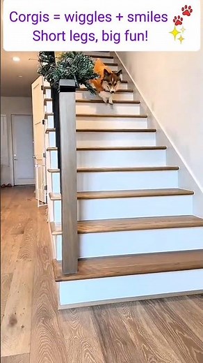 Funny & Cute Corgi Compilation | Adorable Corgis Being Silly #petshorts #heartwarming #corgilove