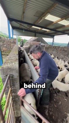 Incredible Method for Separating Ewes from Lambs 🥺❤️