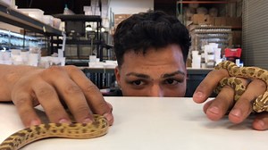 These Lemon Ghost Conda Western Hognose snakes are even more beautiful in person! Did you know females can get twice the length of males (females get up to 3 feet). Love these snakes! | LLLReptile & Supply