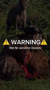 A spotted hyena disembowels a wildebeest and eats it alive