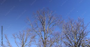 leafless trees in sunny weather in spring, tree branches without foliage in early spring