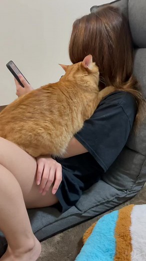 可愛すぎる茶トラ猫たちの魅力