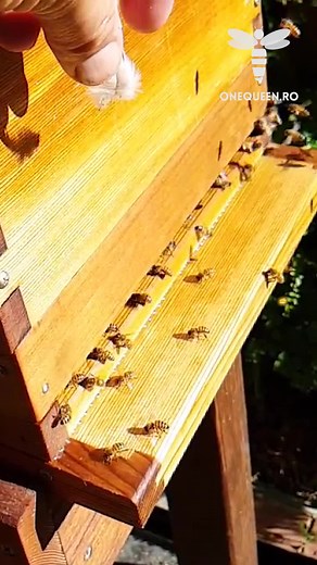 12 reactions | Worker Bee Life Cycle: Adult Day 2 - Being already 2 days old, The tasks keep coming for the baby bee, And besides cleaning the cells, She also needs to warm up the hive | OneQueen.ro | Facebook