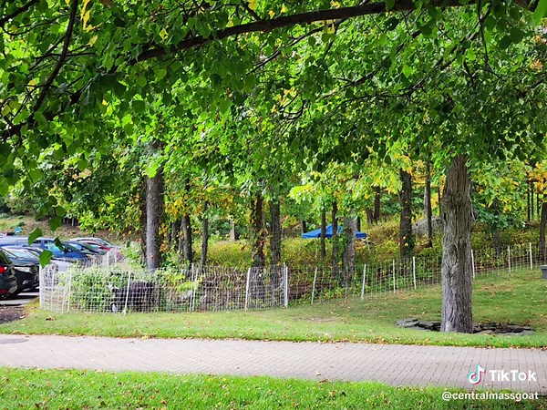 These Goats are getting a good Eatmunchication