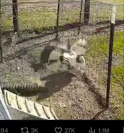 Rooster Saves Hen from a Hungry Hawk #rooster #chicken #hawk #shorts #viralshorts #backyardchickens