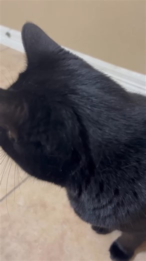 "Sleek, sweet, and a little mischievous" | Black Cat Lover’s