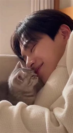 Real Heeling Time: Adorable Cats of Korea