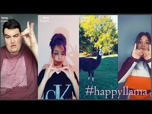 Happy llama TikTok Videos Compilation #happyllama