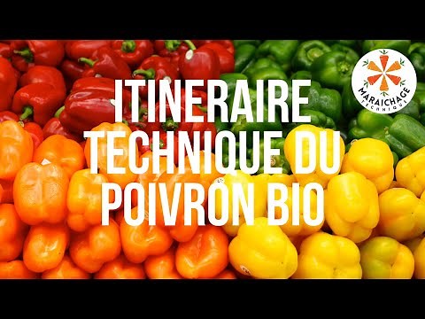 ITK poivron - Itinéraire technique en maraichage Bio [TUTO]